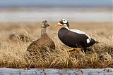 Spectacled Eider