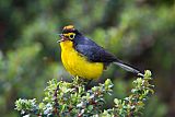 Spectacled Redstartborder=