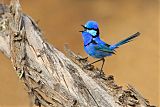 Splendid Fairywren