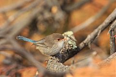 Splendid Fairywren