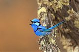 Splendid Fairywren