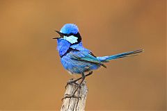 Splendid Fairywren