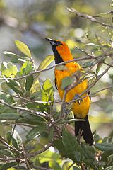 Spot-breasted Oriole