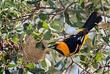 Spot-breasted Oriole