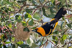 Spot-breasted Oriole