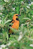 Spot-breasted Oriole