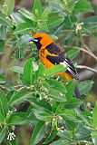 Spot-breasted Orioleborder=