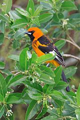 Spot-breasted Oriole