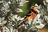 Spot-breasted Oriole