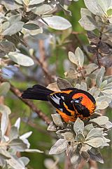 Spot-breasted Oriole