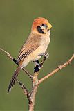 Spot-breasted Parrotbill