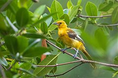 Spot-breasted Oriole