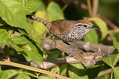 Spot-breasted Wren