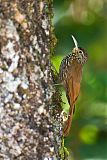 Spot-crowned Woodcreeper