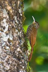 Spot-crowned Woodcreeper