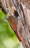 Spot-crowned Woodcreeper