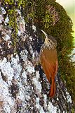 Spot-crowned Woodcreeper