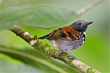 Spotted Antbird