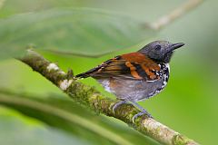 Spotted Antbird