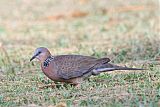 Spotted Dove