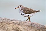 Spotted Sandpiper