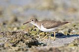 Spotted Sandpiper