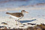 Spotted Sandpiper