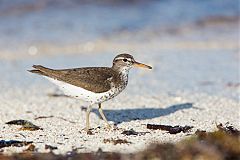 Spotted Sandpiper