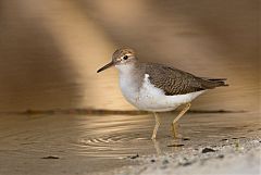 Spotted Sandpiper