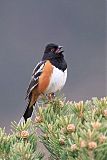 Spotted Towheeborder=