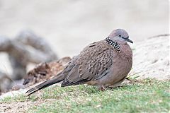 Spotted Dove