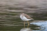 Spotted Sandpiper