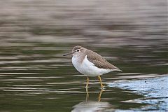 Spotted Sandpiper