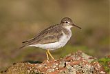 Spotted Sandpiper