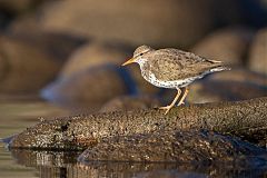 Spotted Sandpiper