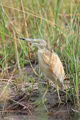 Squacco Heron