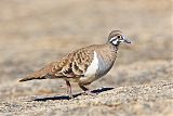 Squatter Pigeon