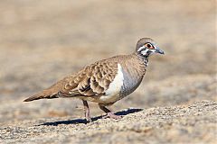 Squatter Pigeon