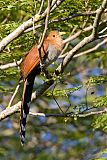 Squirrel Cuckoo