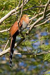 Squirrel Cuckoo