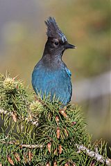 Steller's Jay