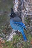 Steller's Jay