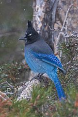 Steller's Jay