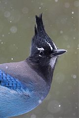 Steller's Jay