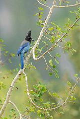 Steller's Jay