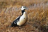 Steller's Eider