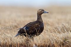 Steller's Eider