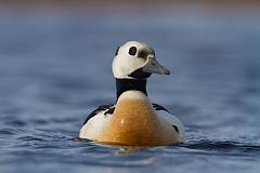 Steller's Eider