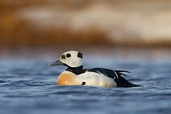 Steller's Eider