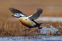 Steller's Eider